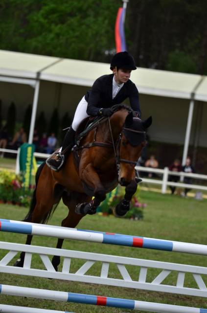 Gelding Selle Fran&ccedil;ais For sale 2016 Bay