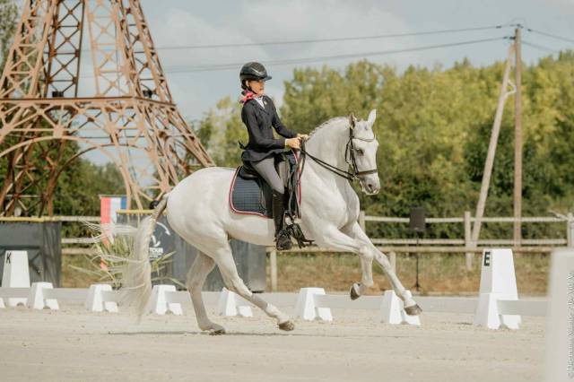 Gelding Lusitano For sale 2012 Grey
