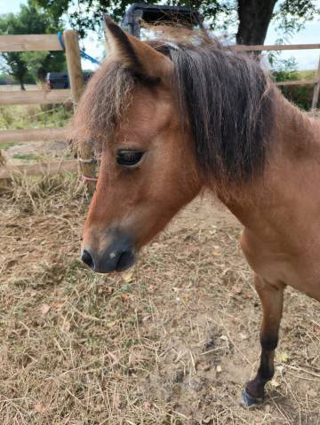 Entire American Miniature Horse AMHA For sale 2024 Bay