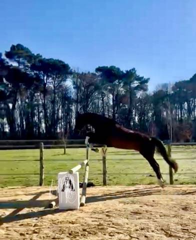 Gelding Selle Fran&ccedil;ais For sale 2020 Dark Bay