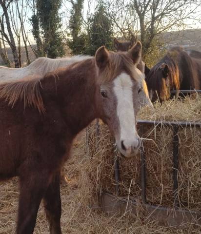 Colt French Saddle Pony For sale 2025 Grey