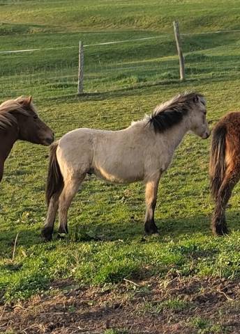 Colt New Forest For sale 2025 Buckskin