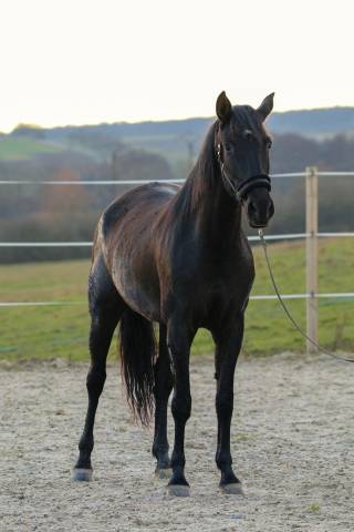Mare PRE Pure Spanish Bred For sale 2020 Black