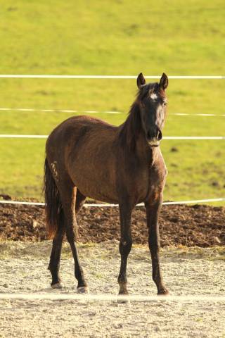 Filly PRE Pure Spanish Bred For sale 2024 Grey