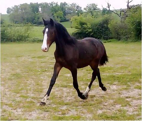 Entire French Saddle Pony For sale 2024 Dark Bay