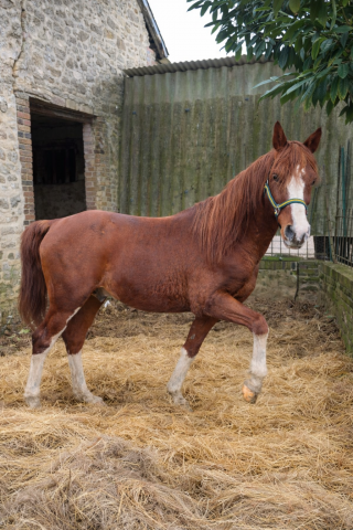 Entire Arabian For sale 2012 Chesnut