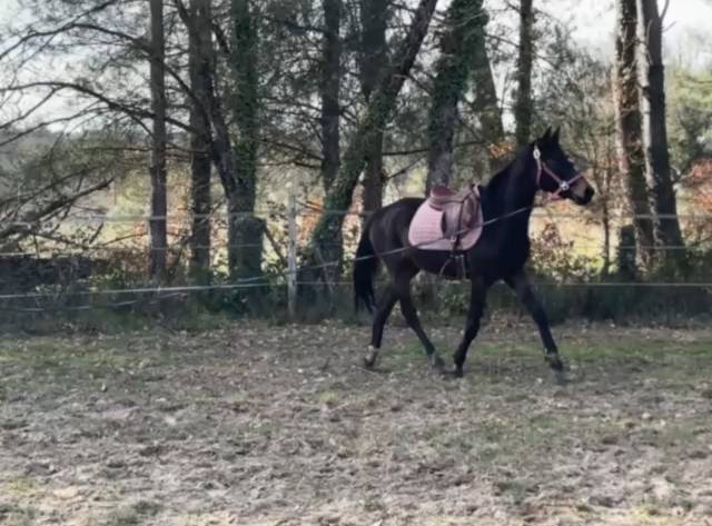 Mare Zangersheide For sale 2023 Dark Bay