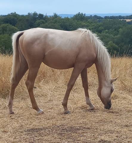 Filly Arabian Half Blood For sale 2024 Palomino