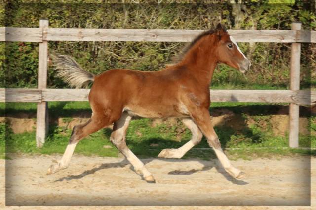 Colt Welsh Pony (Section D), Welsh Cob For sale 2025 Bay