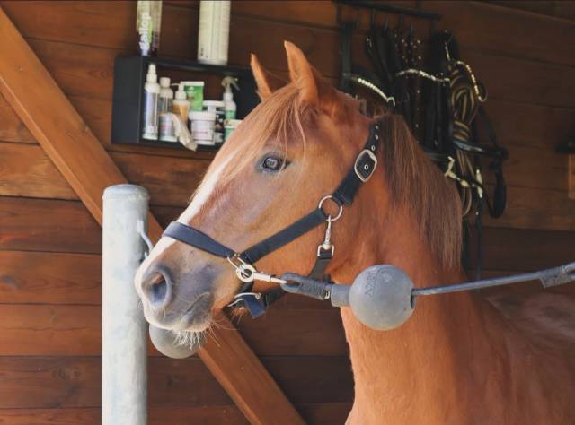 Mare French Saddle Pony For sale 2022 Chesnut