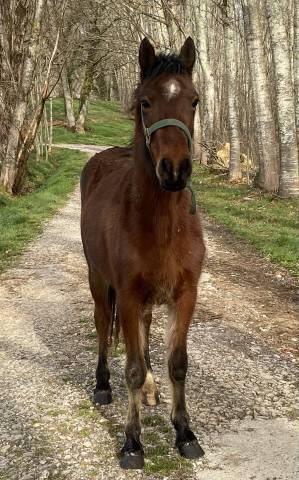 Filly French Saddle Pony For sale 2023 Bay