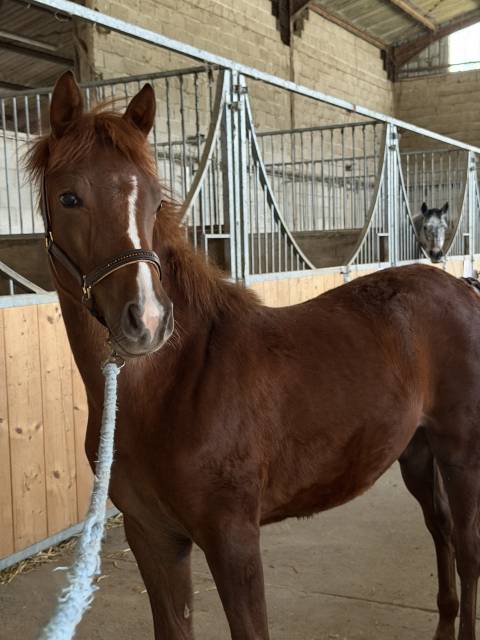 Filly French Saddle Pony For sale 2025 Liver chestnut