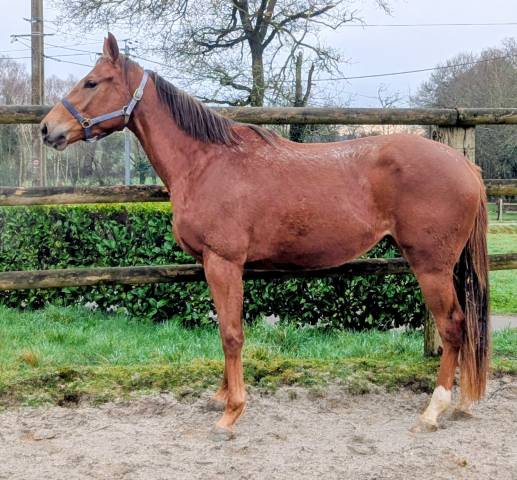 Mare Thoroughbred For sale 2023 Chesnut