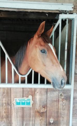 Mare Thoroughbred For sale 2023 Chesnut