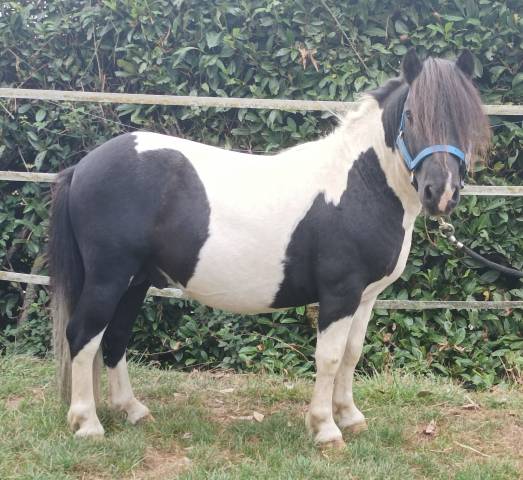 Stallion Shetland Pony For sale 2016 Coloured