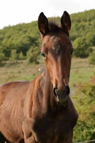 Filly Other Horse Breed For sale 2025 Bay
