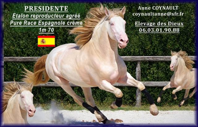 PRESIDENTE DE JARAMA - PRE Pure Spanish Bred 2016 by SERRANO UNO
