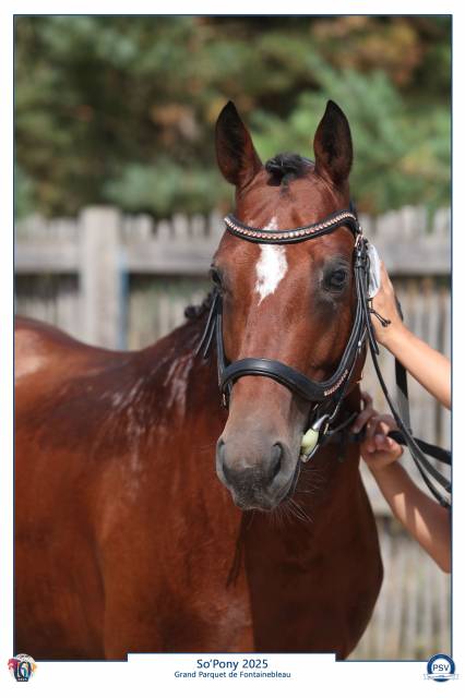 Stallion French Saddle Pony For sale 2021 Bay