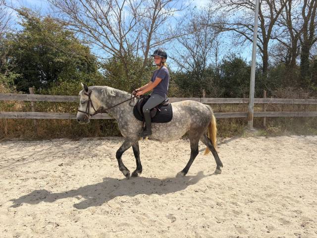 Mare Connemara For sale 2020 Grey