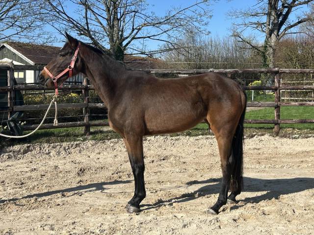 Mare Zangersheide For sale 2022 Bay