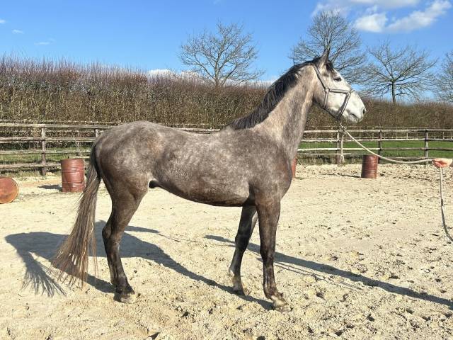 Gelding Origin Recorded For sale 2022 Grey