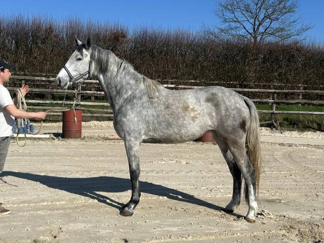 Mare Origin Recorded For sale 2022 Grey