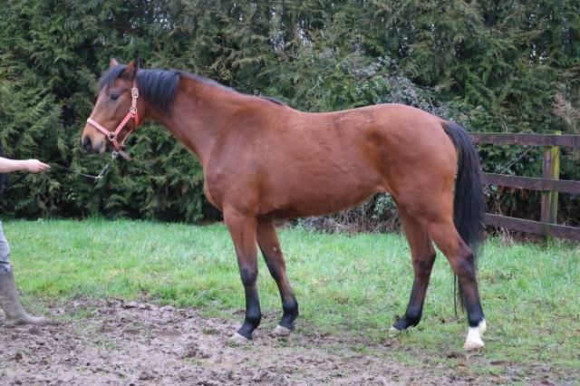 Mare Zangersheide For sale 2022 Bay