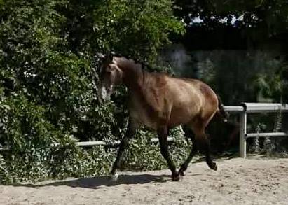 Entire Lusitano For sale 2023 Grey