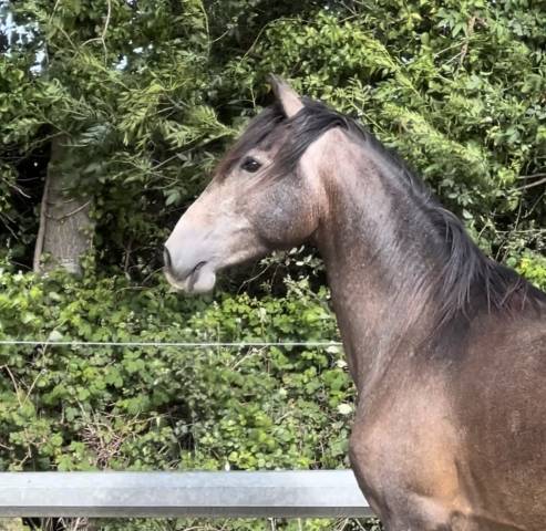 Gelding Lusitano For sale 2023 Grey