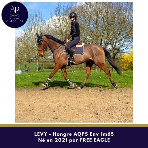 Gelding AQPS For sale 2021 Bay