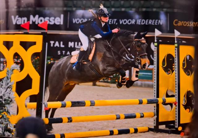 Mare New Forest For sale 2014 Bay