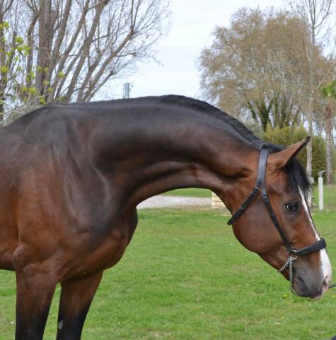 Gelding Oldenburg For sale 2020 Dark Bay