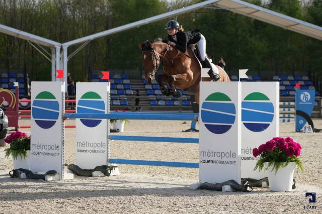 Gelding Selle Fran&ccedil;ais For sale 2015 Bay