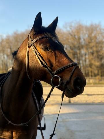 Gelding Selle Fran&ccedil;ais For sale 2016 Bay