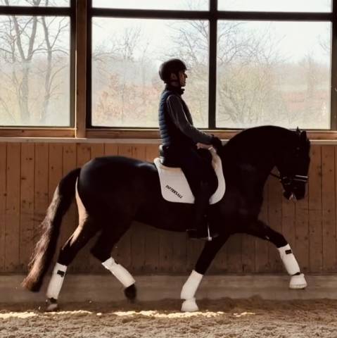 Gelding Lusitano For sale 2020 Black