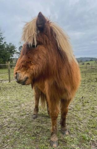 Colt No Origin Recorded For sale 2025 Chesnut