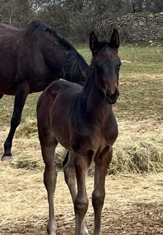 Filly Selle Fran&ccedil;ais For sale 2026 Dark Bay