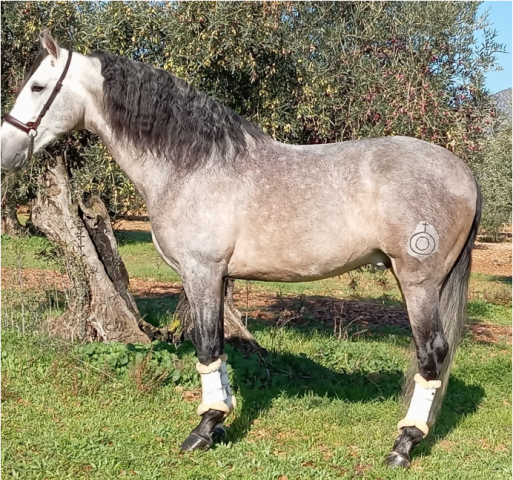Entire PRE Pure Spanish Bred For sale 2018 Grey