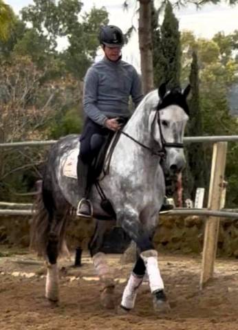Gelding PRE Pure Spanish Bred For sale 2019 Grey