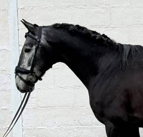 Entire Lusitano For sale 2021 Grey
