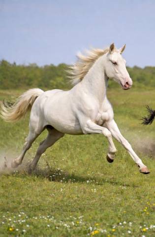 Colt PRE Pure Spanish Bred For sale 2024 Cream