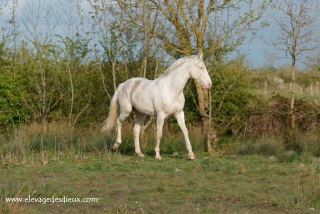 Colt PRE Pure Spanish Bred For sale 2024 Cream