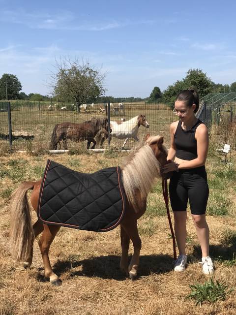 Gelding Shetland Pony For sale 2022 Chesnut