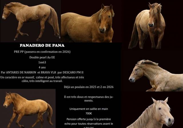 Panadero de pana - PRE Pure Spanish Bred 2022