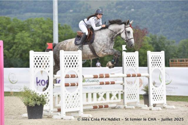 Mare Selle Fran&ccedil;ais For sale 2017 Grey