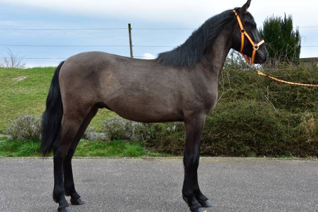 Entire PRE Pure Spanish Bred For sale 2024 Black