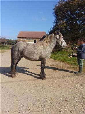 Filly Origin Recorded For sale 2022 Grey