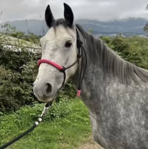 Mare Connemara For sale 2022 Grey