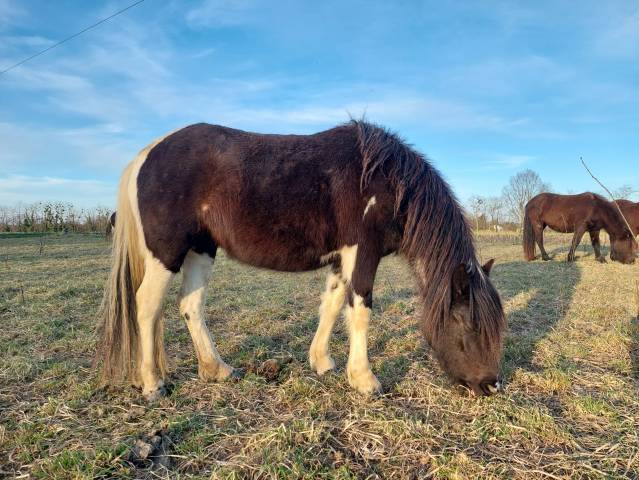 Mare Pottok  For sale 2023 Coloured