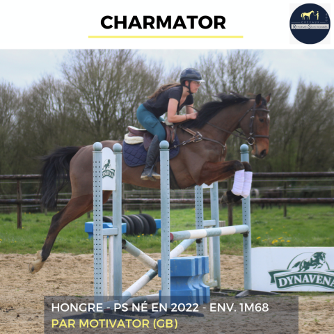 Gelding Thoroughbred For sale 2022 Bay